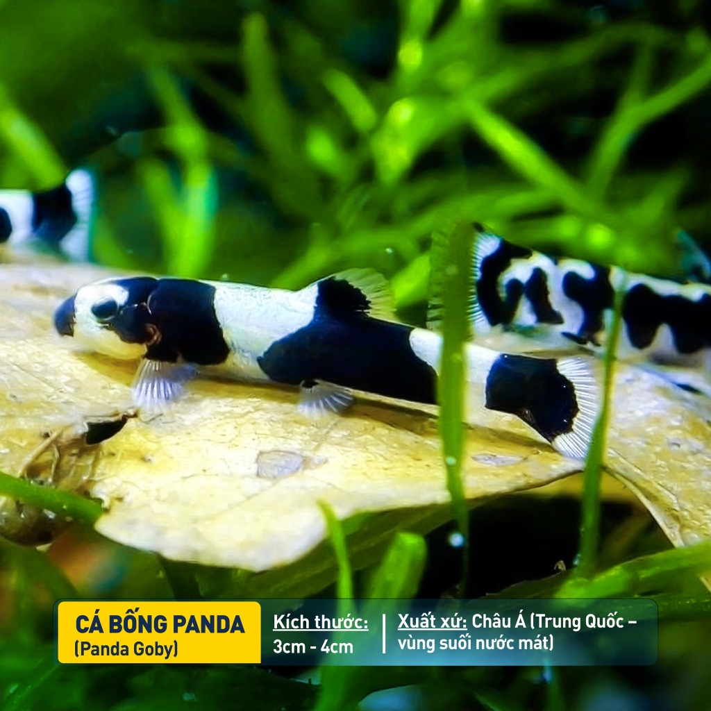 Cá Bống Panda