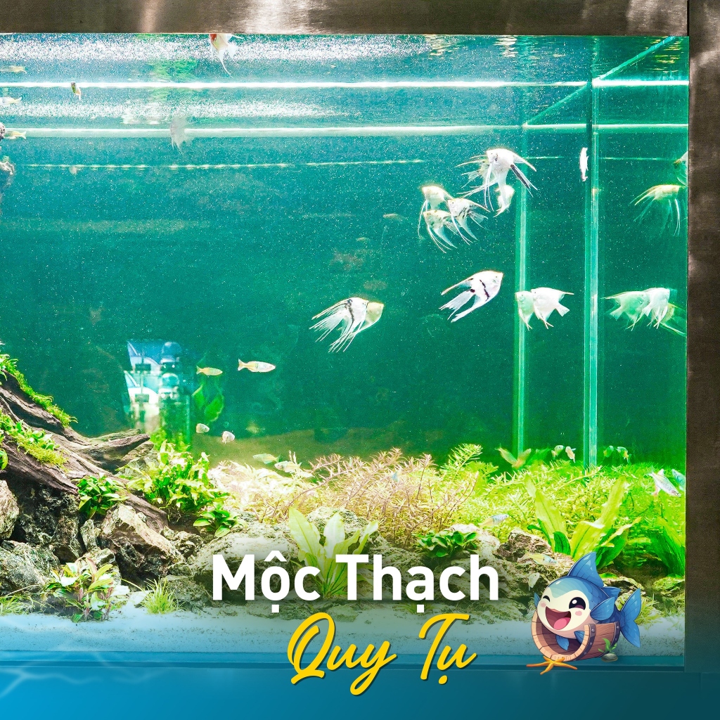 Bể Mộc Thạch Quy Tụ