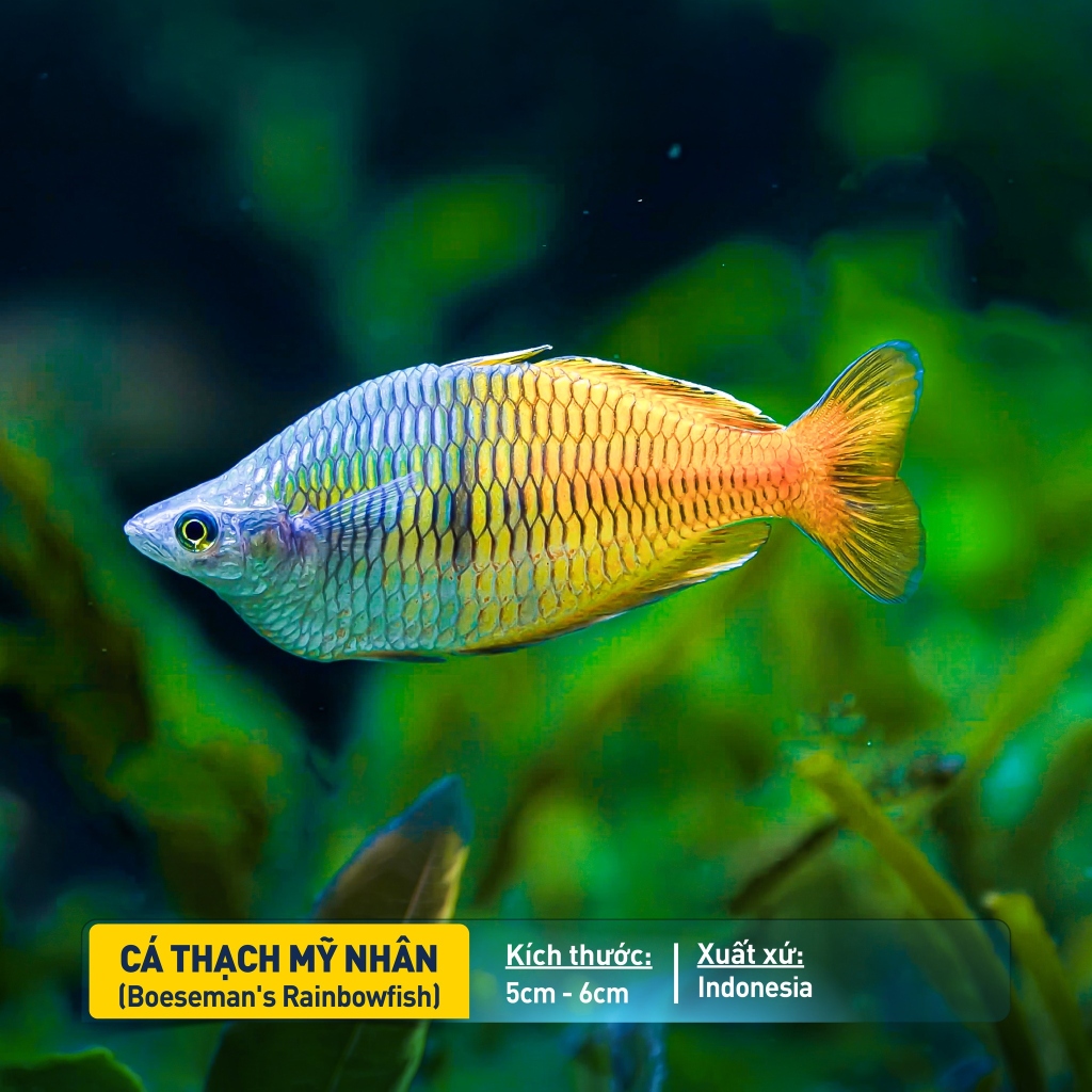 Cá Thạch Mỹ Nhân